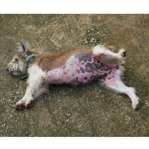 NEW Mastering Canine Skin Conditions Webinar