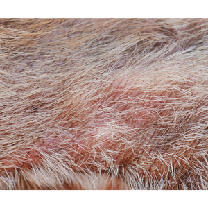 NEW Mastering Canine Skin Conditions Webinar