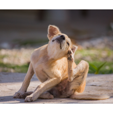 Load image into Gallery viewer, NEW Mastering Canine Skin Conditions Webinar
